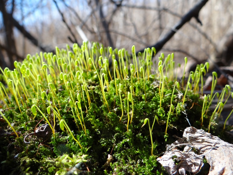 Plagiomnium cuspidatum